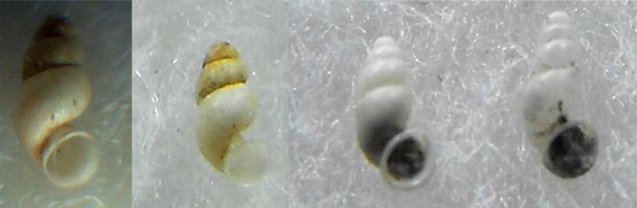 Alzoniella sp.????